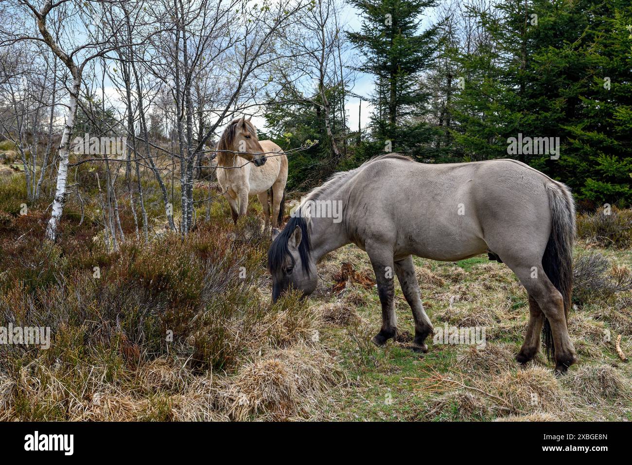 Konik, wild horse, two foals playing, Schliffkopf, National Park Black Forest, Germany, Europe, ADDITIONAL-RIGHTS-CLEARANCE-INFO-NOT-AVAILABLE Stock Photo