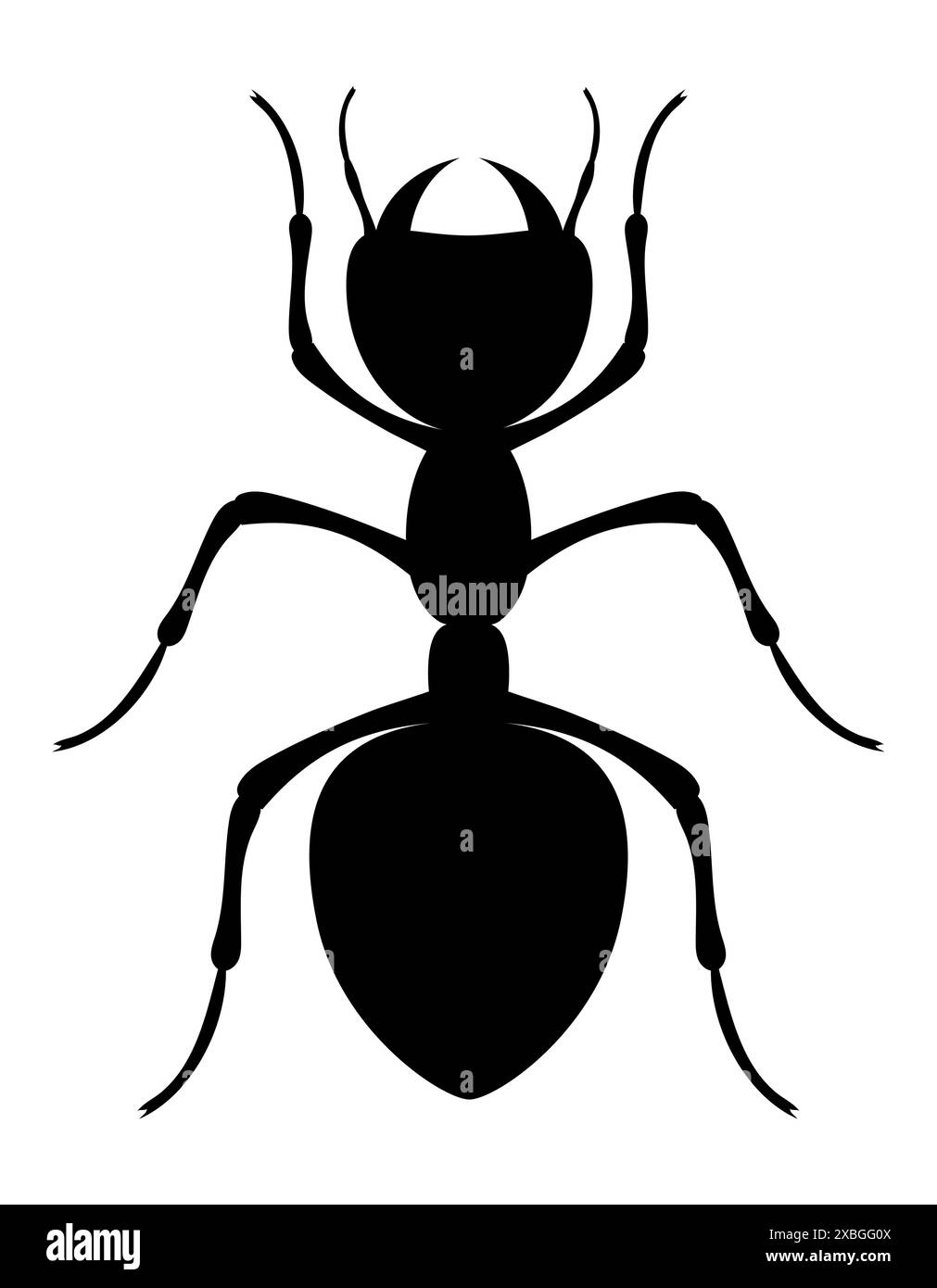 ant insects wildlife animals vector illustration isolated on white ...