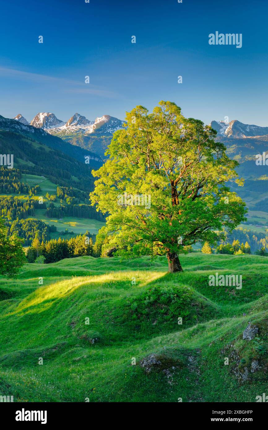 geography / travel, Switzerland, NO-EXCLUSIVE-USE FOR FOLDING-CARD-GREETING-CARD-POSTCARD-USE Stock Photo
