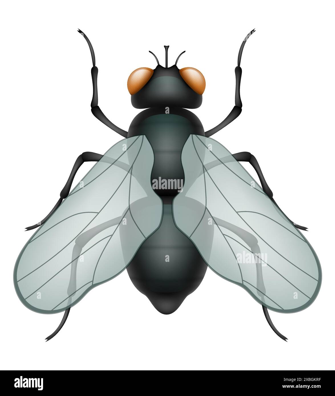 set insects wildlife animals vector illustration isolated on white ...