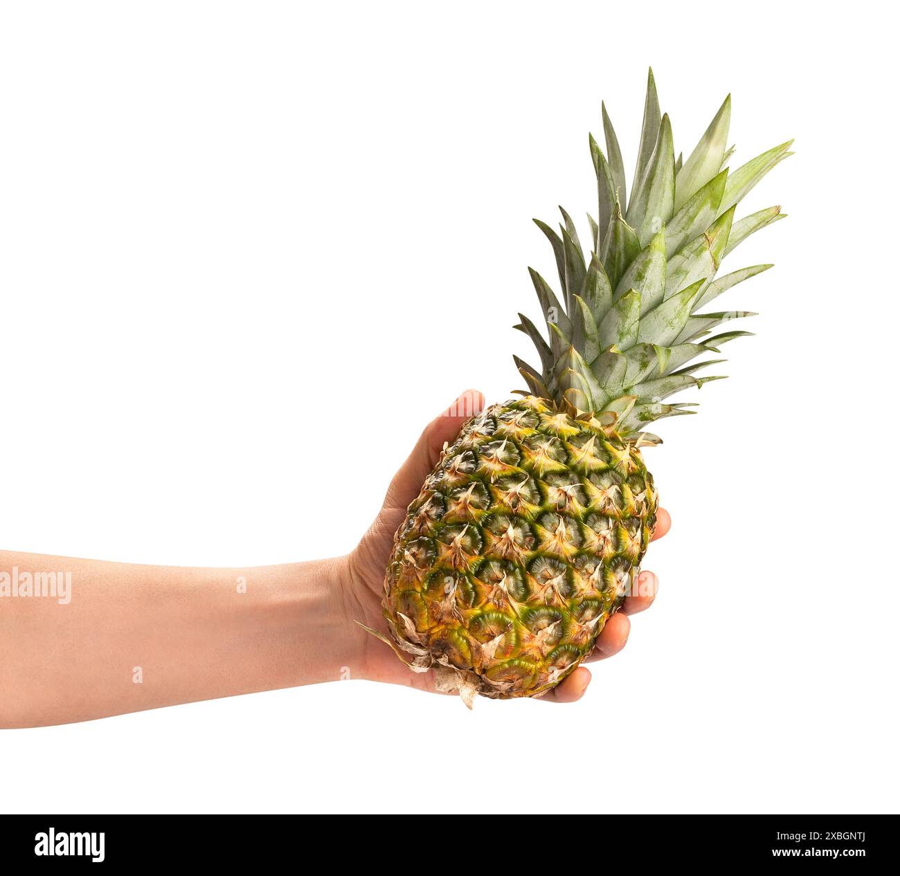 pineapple in hand path isolated on white Stock Photo