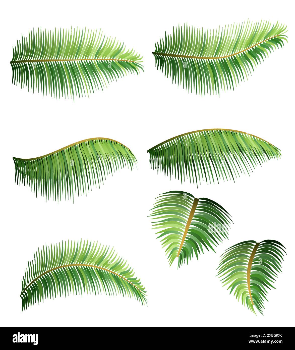 green leaves of tropical palm tree vector illustration isolated on ...