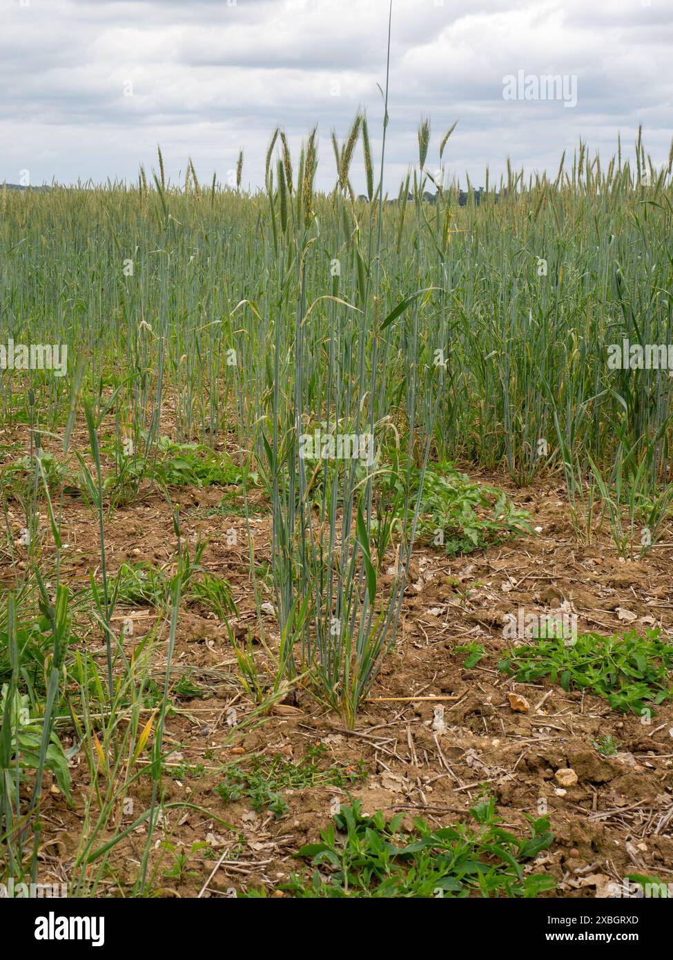 Crop failure hi-res stock photography and images - Alamy