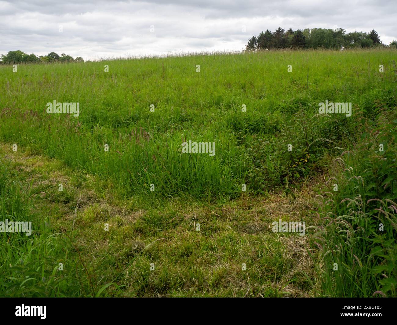 Sterile strip around the Rye feedstock crop edge to make combining easier Stock Photo