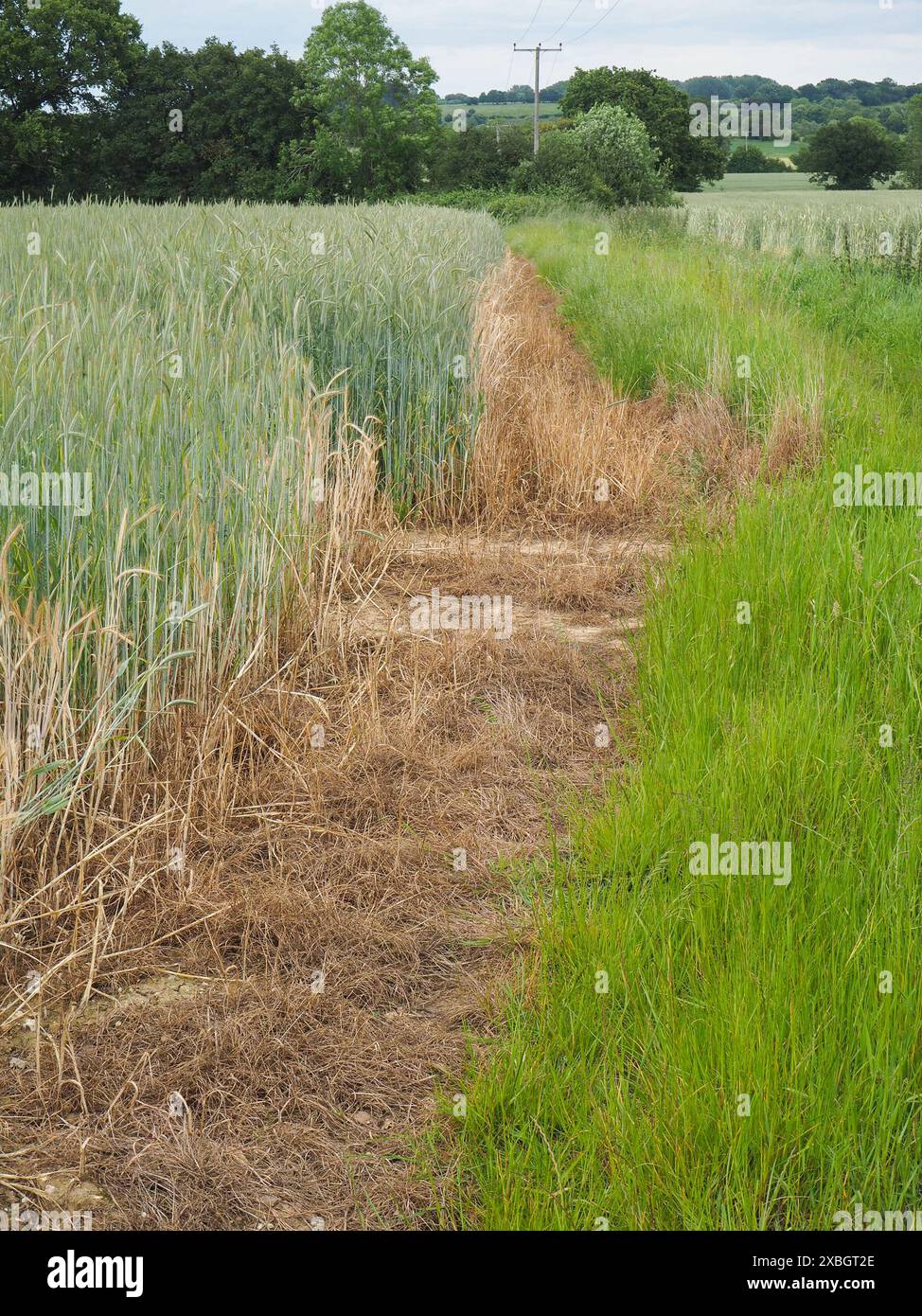 Sterile strip around the Rye crop edge Stock Photo