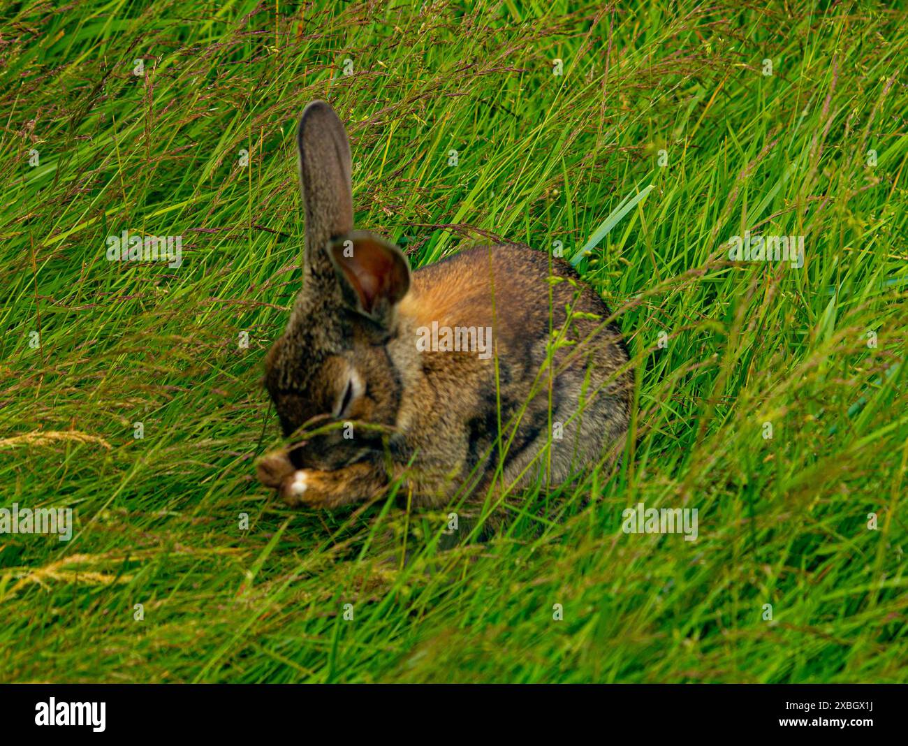 Close-up view on little rabbit in grass Stock Photo