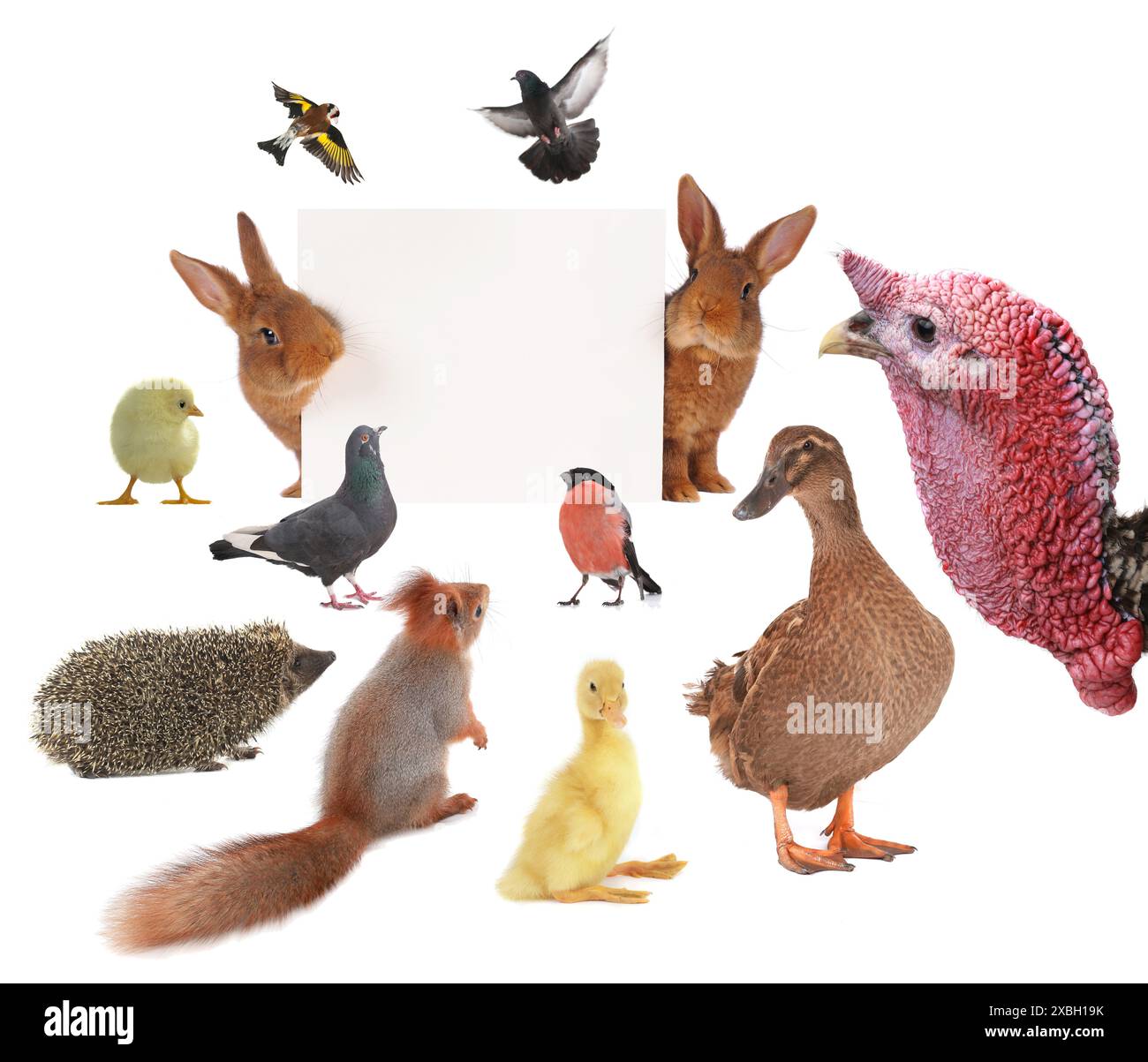 animals with sheet for a text writing Stock Photo - Alamy
