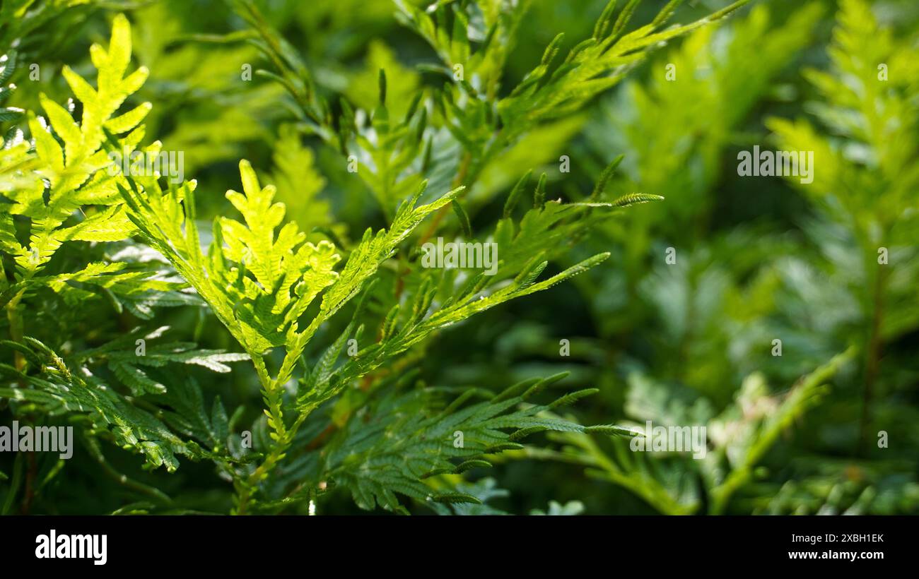 explore the green bushes in the forest Stock Photo - Alamy