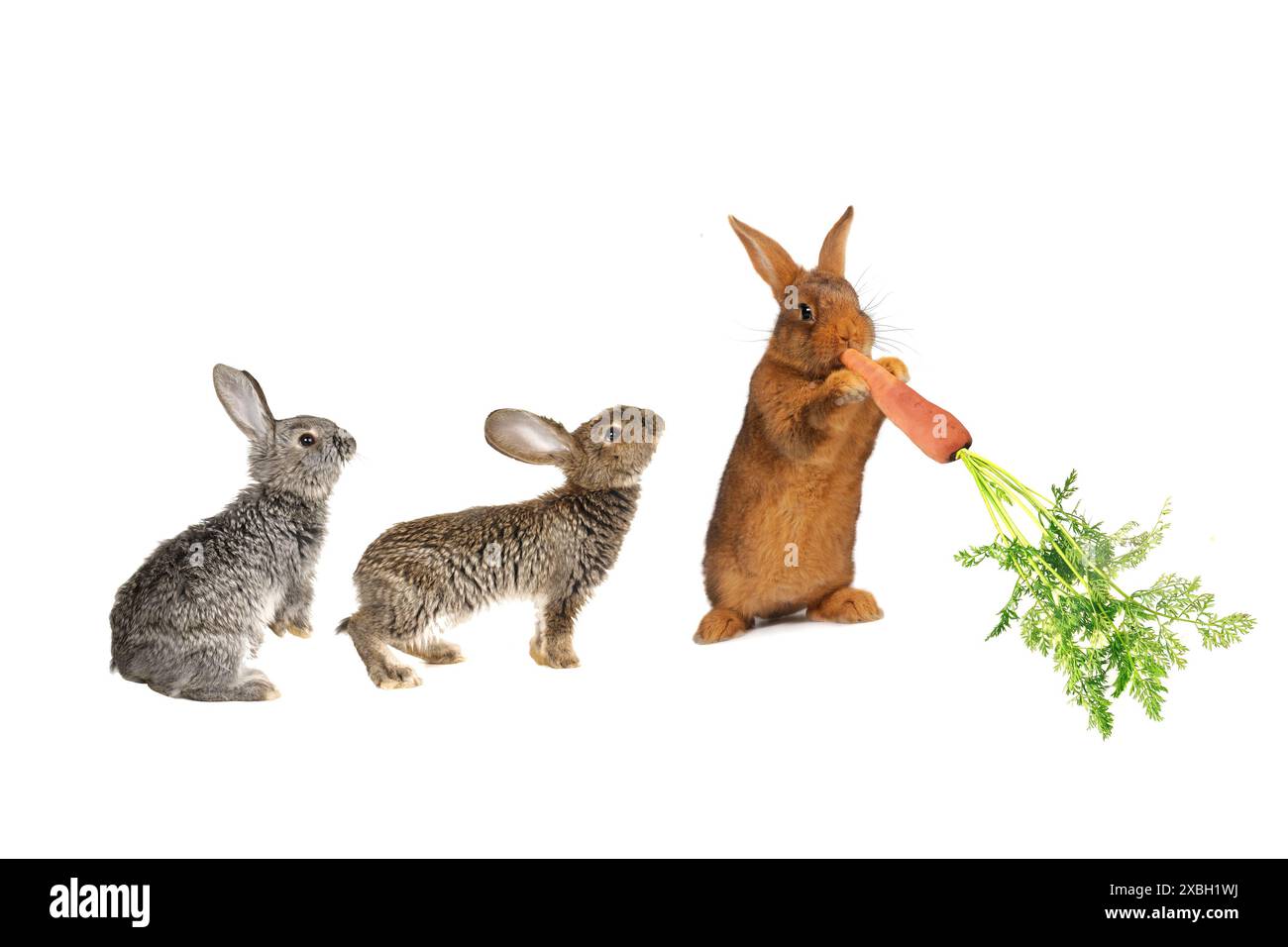 Two paw feet Cut Out Stock Images & Pictures - Alamy