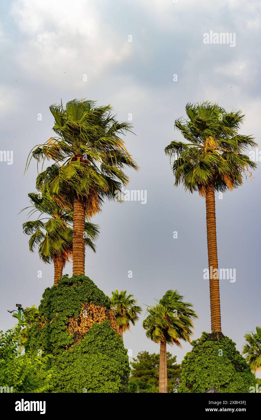 Beautiful green park palm trees hi-res stock photography and images - Alamy