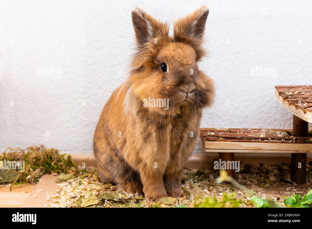 Lionhead rabbit bunny Stock Photo - Alamy