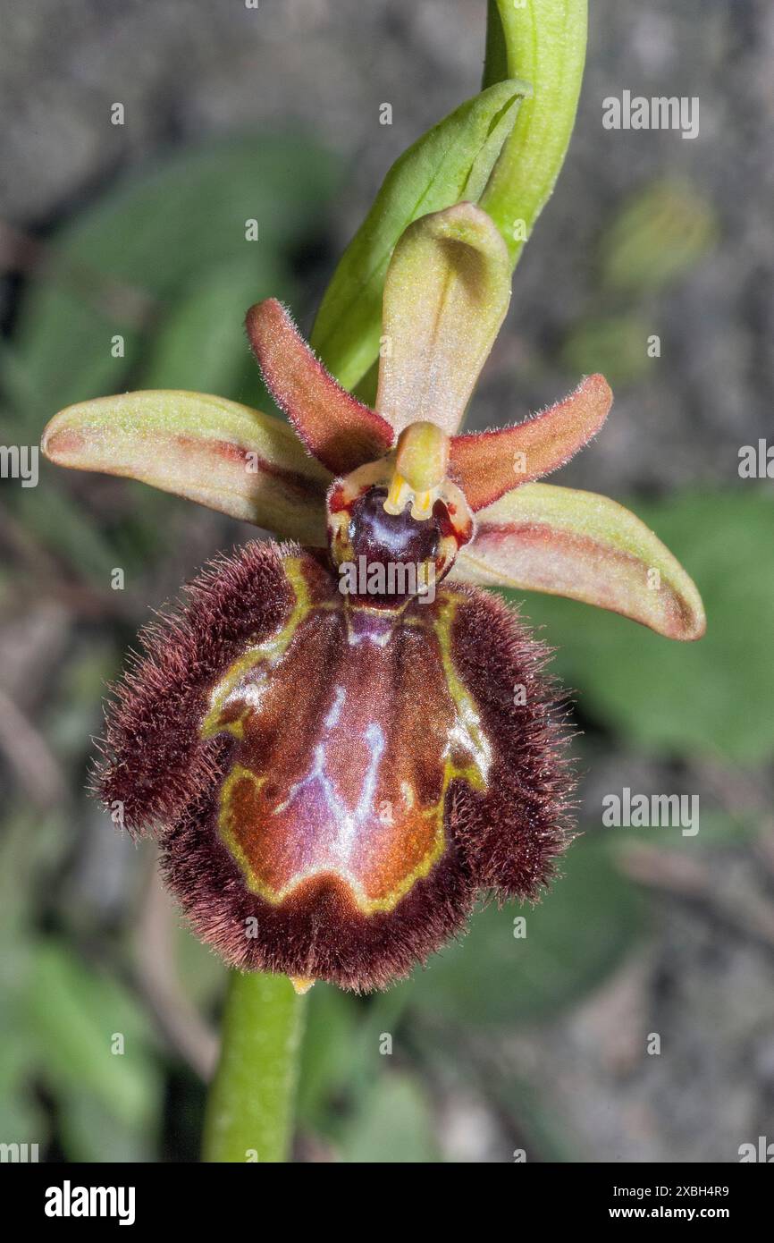 Ophrys ×pantalicensis (Ophrys speculum × Ophrys incubacea), Orchidaceae. Natural hybrid. Wild european orchid. Rare plant. Italy, Tuscany. Stock Photo