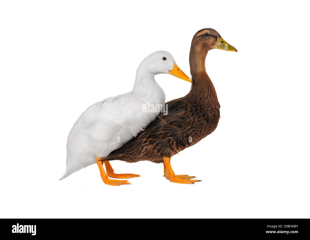 duck on a white background Stock Photo - Alamy