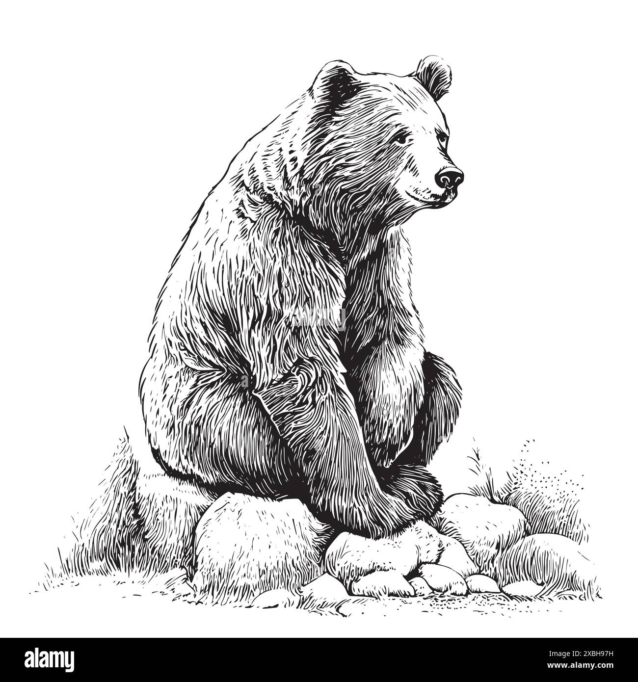 Drawn in ink isolated bear illustration sketch. linear art Stock Vector