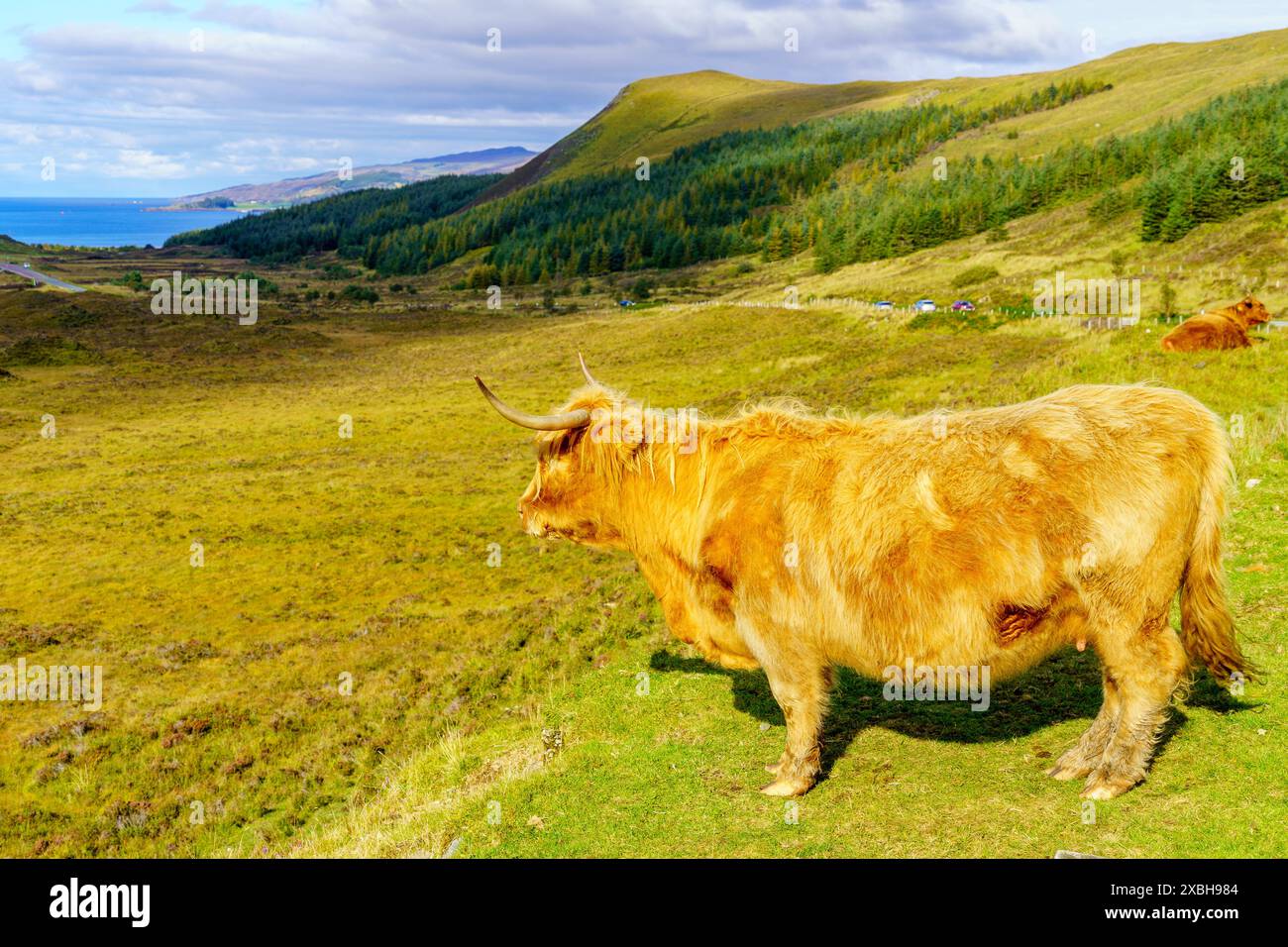 View of a Highland Cow in the Isle of Skye, Inner Hebrides, Scotland ...