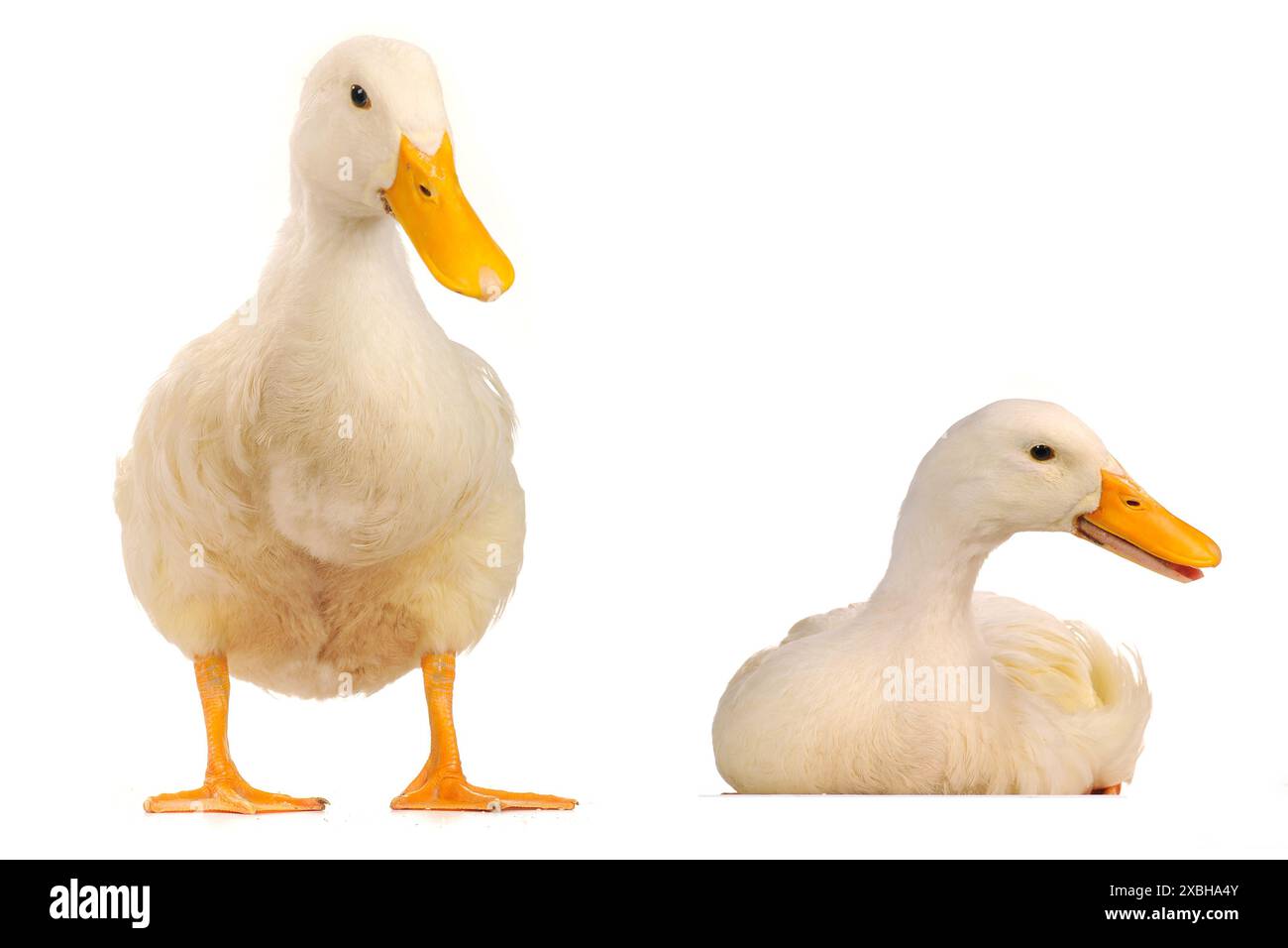 two wild duck on a white background Stock Photo - Alamy