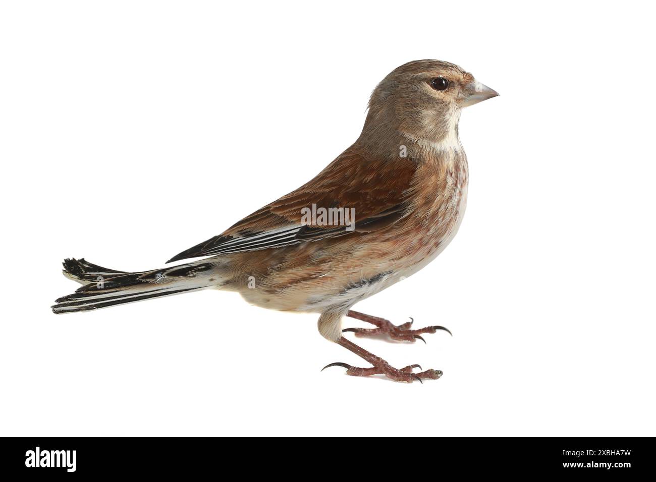 linnet on a white background Stock Photo - Alamy