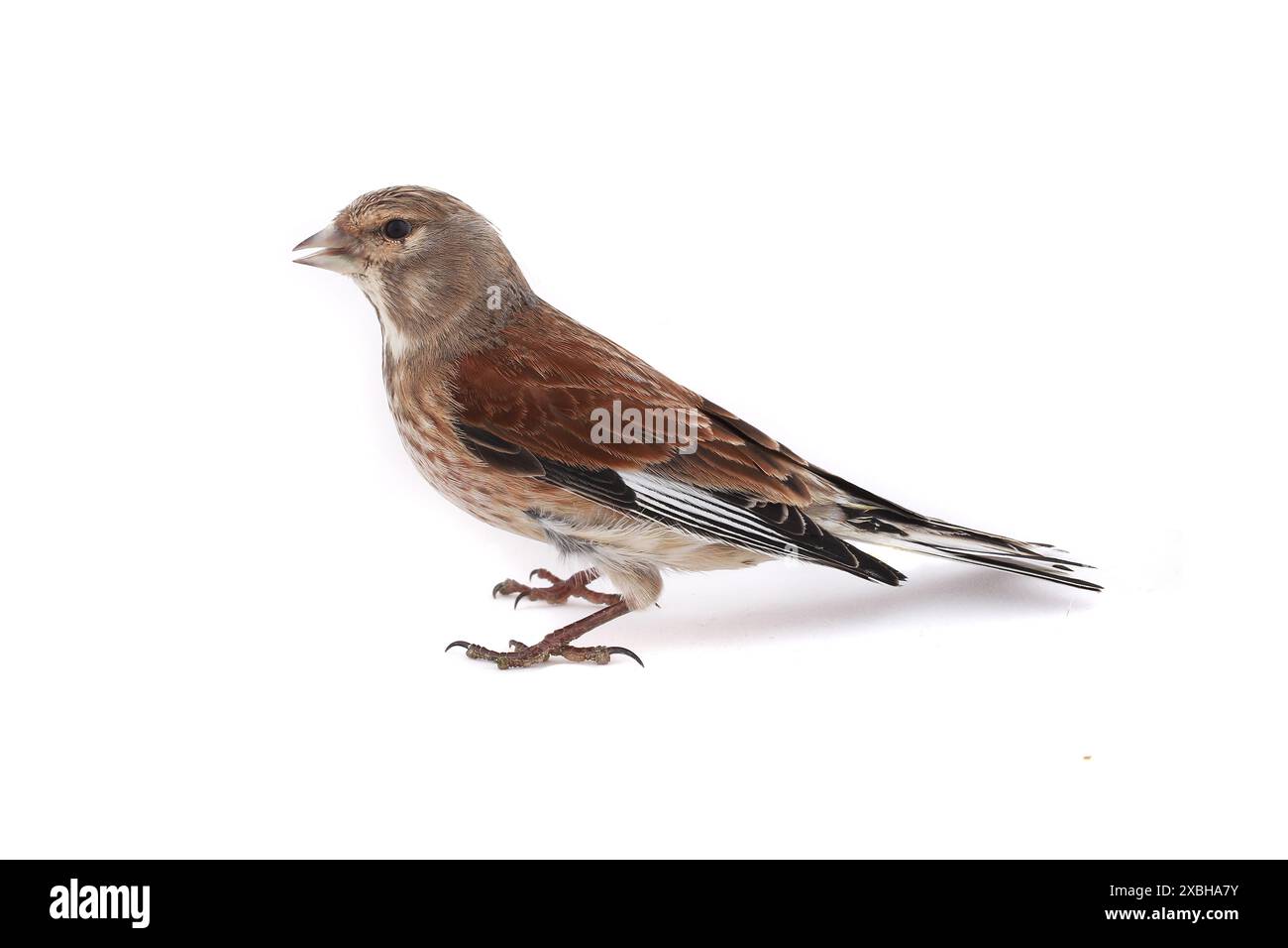 linnet on a white background Stock Photo - Alamy