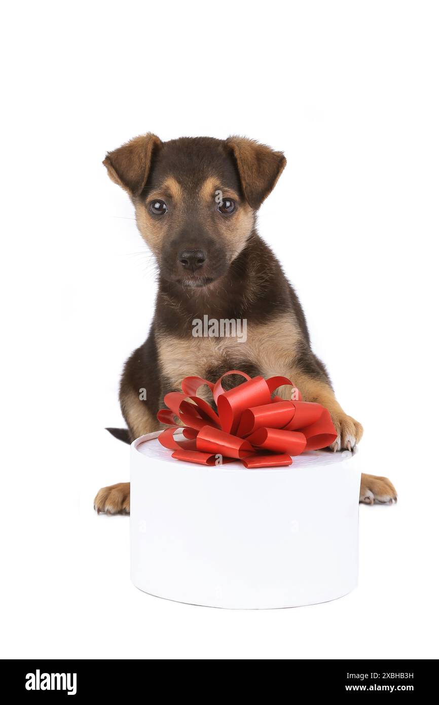 puppy with a gift on a white background Stock Photo