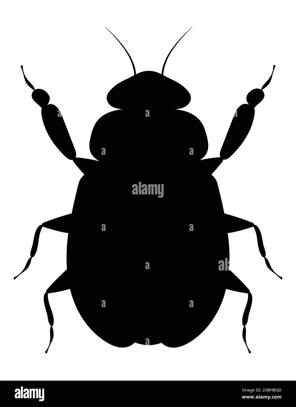 bug insects wildlife animals vector illustration isolated on white ...