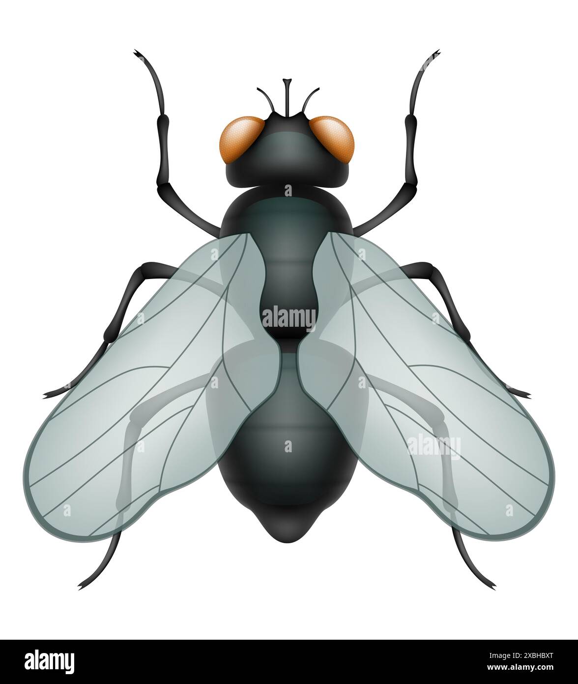 set insects wildlife animals vector illustration isolated on white ...