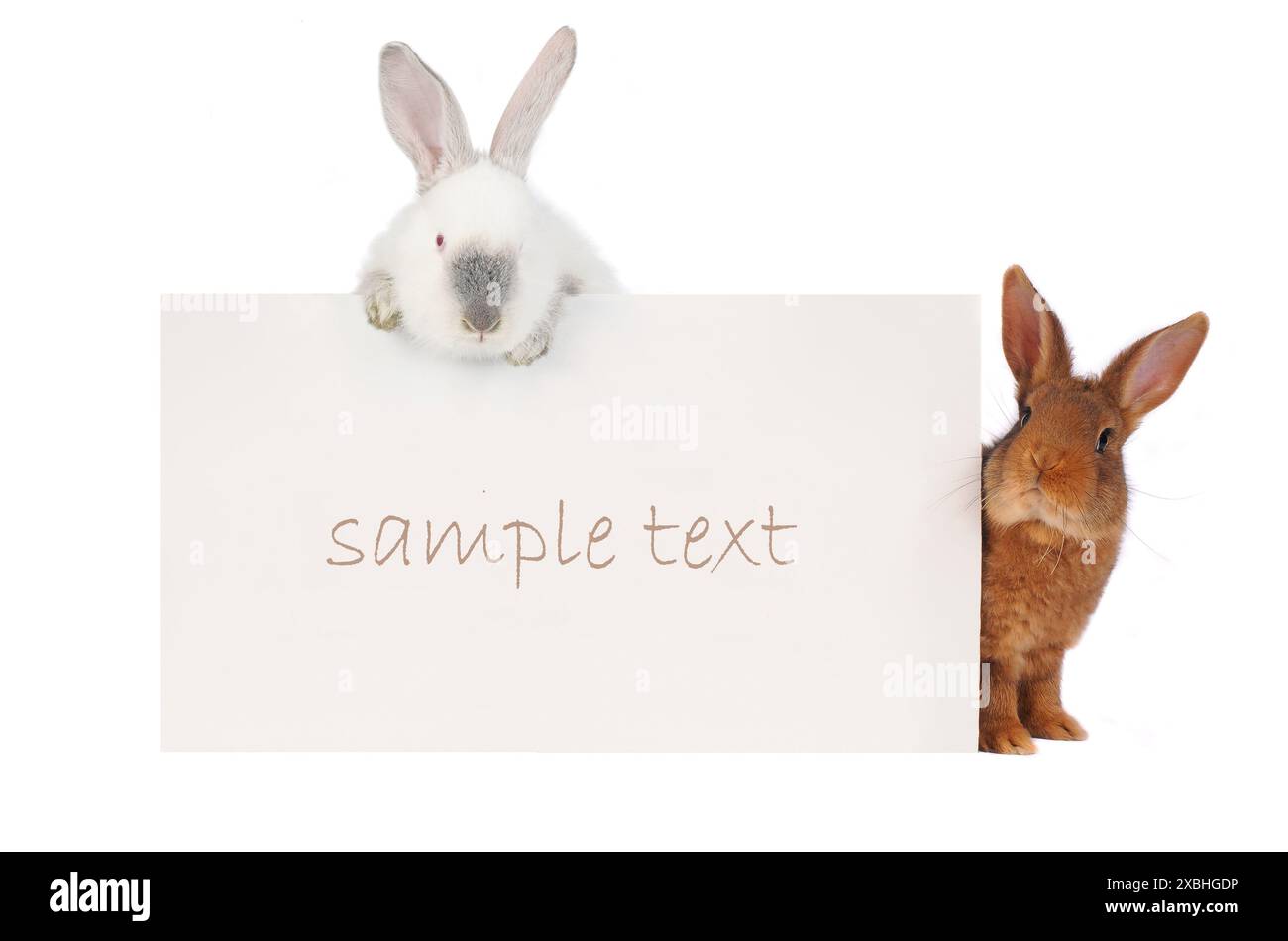 two rabbit with with a white background for text drawing Stock Photo ...