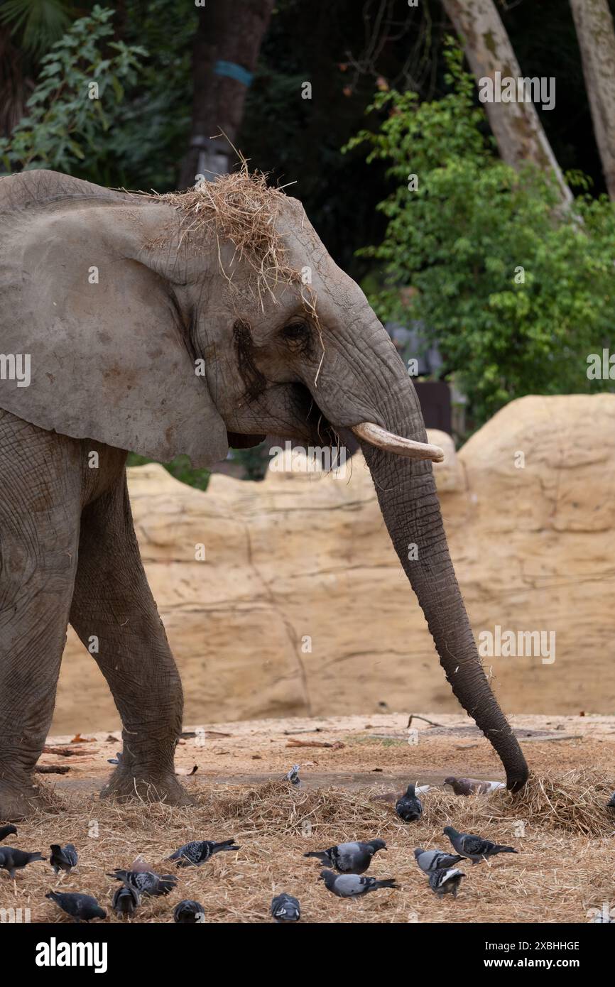 The African bush elephant (Loxodonta africana) or African savanna elephant with hay on head, animal in the family Elephantidae, Lisbon Zoo, Portugal. Stock Photo