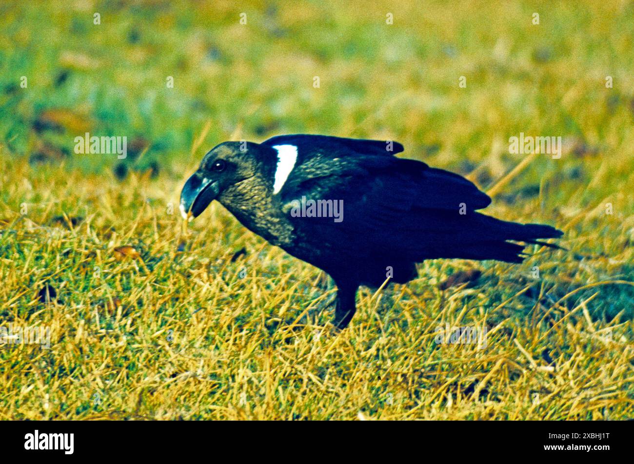 Geierraben Corvus albicollis leben im Bergland und an Steilkuesten Ost- und Suedafrikas. Am Kilimandscharo brueten Geierraben in der Alpinsavanne noch bis in 5800 m Hoehe. Geierrabe *** Vultures Corvus albicollis live in the mountains and on the steep coasts of East and South Africa On Kilimanjaro, vultures still breed in the alpine savannah up to 5800 m altitude Vultures Stock Photo