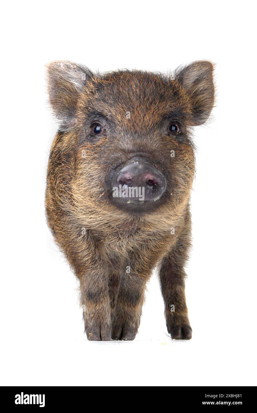 Striped pig hi-res stock photography and images - Alamy