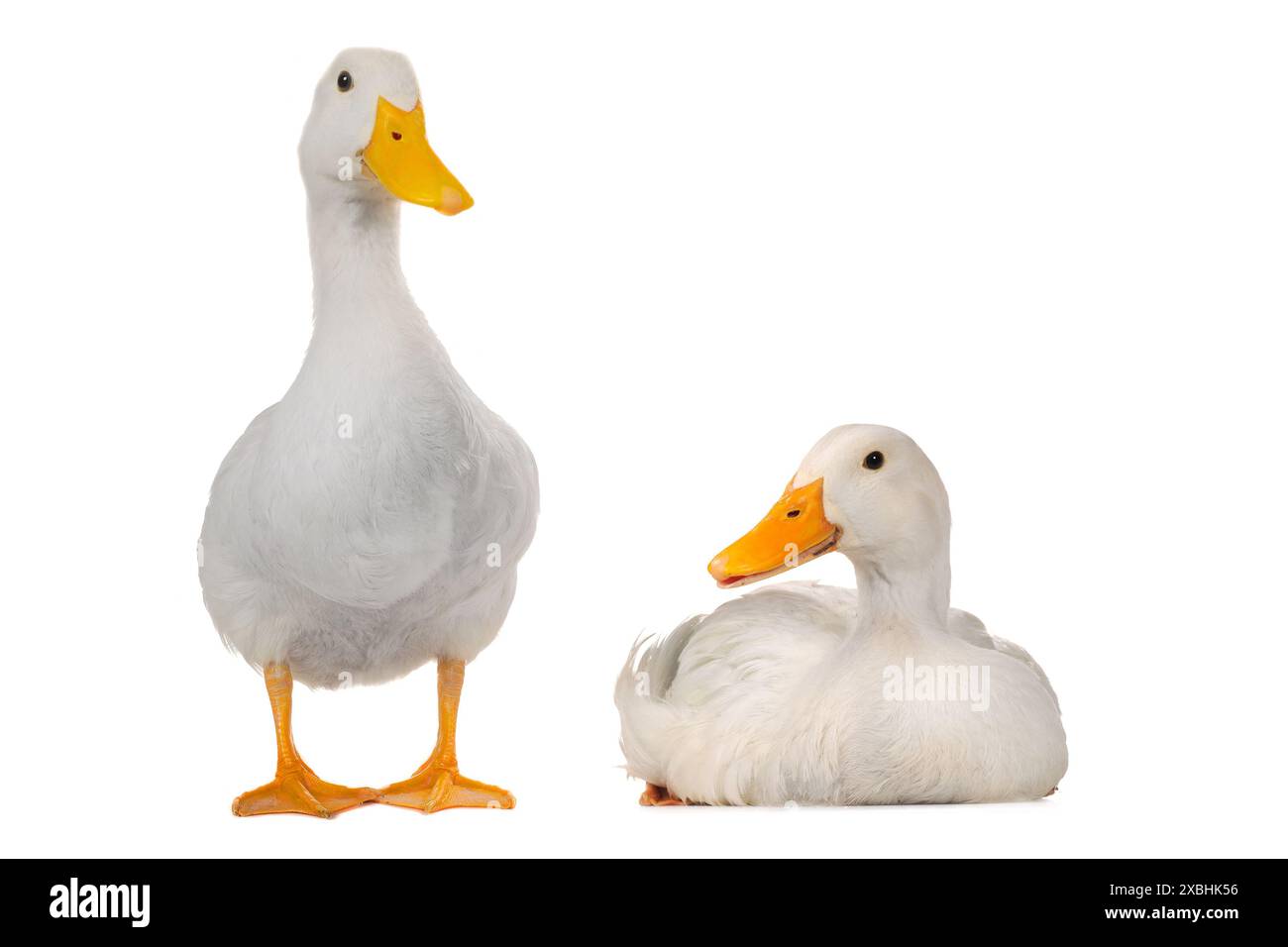 two duck on a white background Stock Photo - Alamy