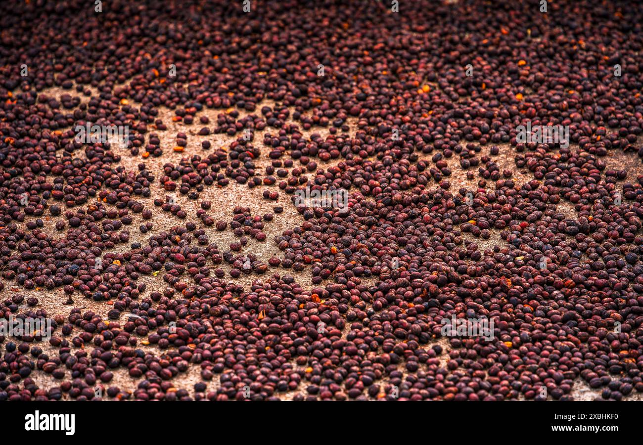 Coffee Plantation, Quindio, Colombia Stock Photo