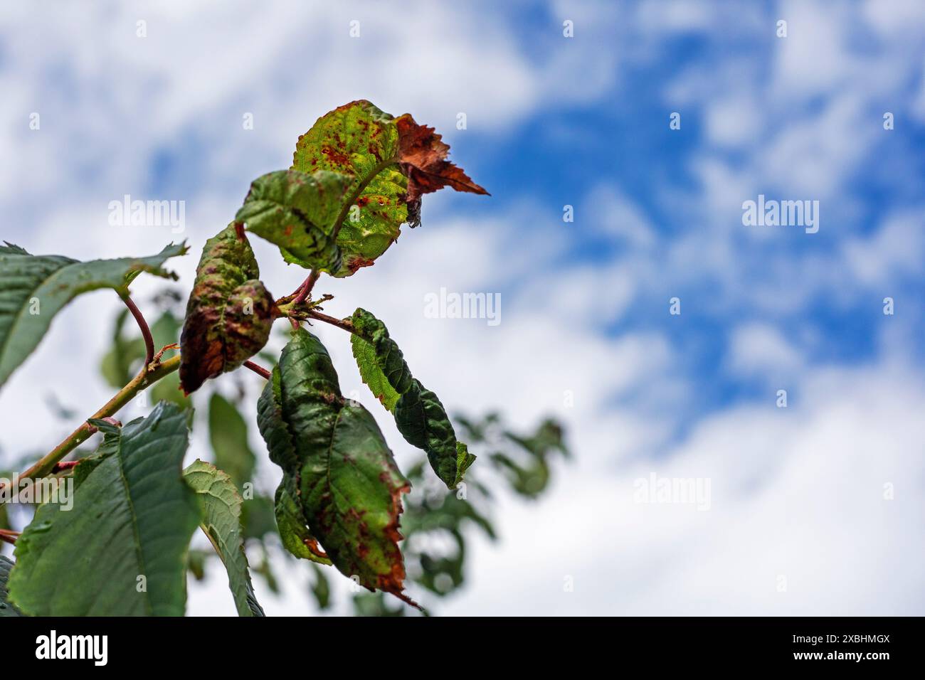 Aphid Control Methods Hi Res Stock Photography And Images Alamy Aphid Control Methods Hi Res Stock Photography And Images Alamy
