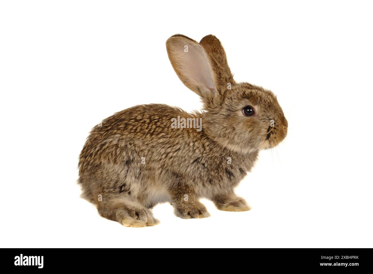 Grey bunny rabbit in Cut Out Stock Images & Pictures - Alamy