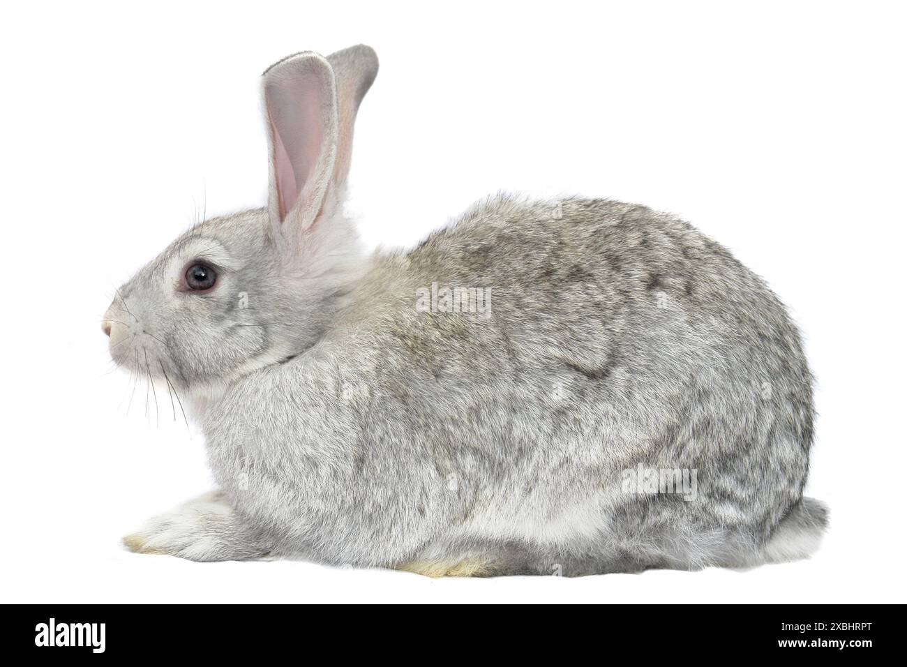 Grey bunny rabbit in Cut Out Stock Images & Pictures - Alamy