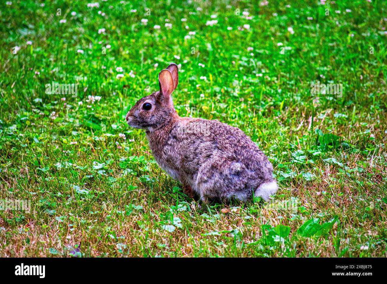 A rabbit sitting in green and brown grass calmly looking for food. Stock Photo