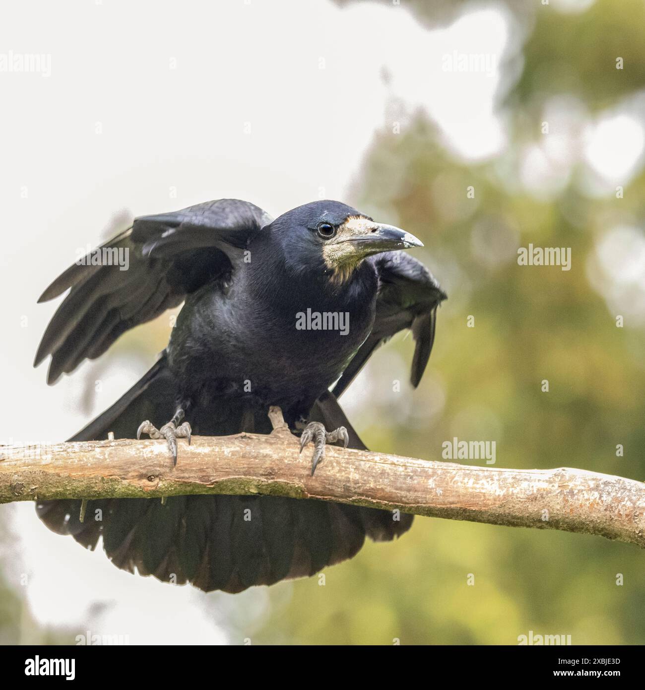 Rookeries Rook Bird rookeries hi-res stock photography and images - Alamy