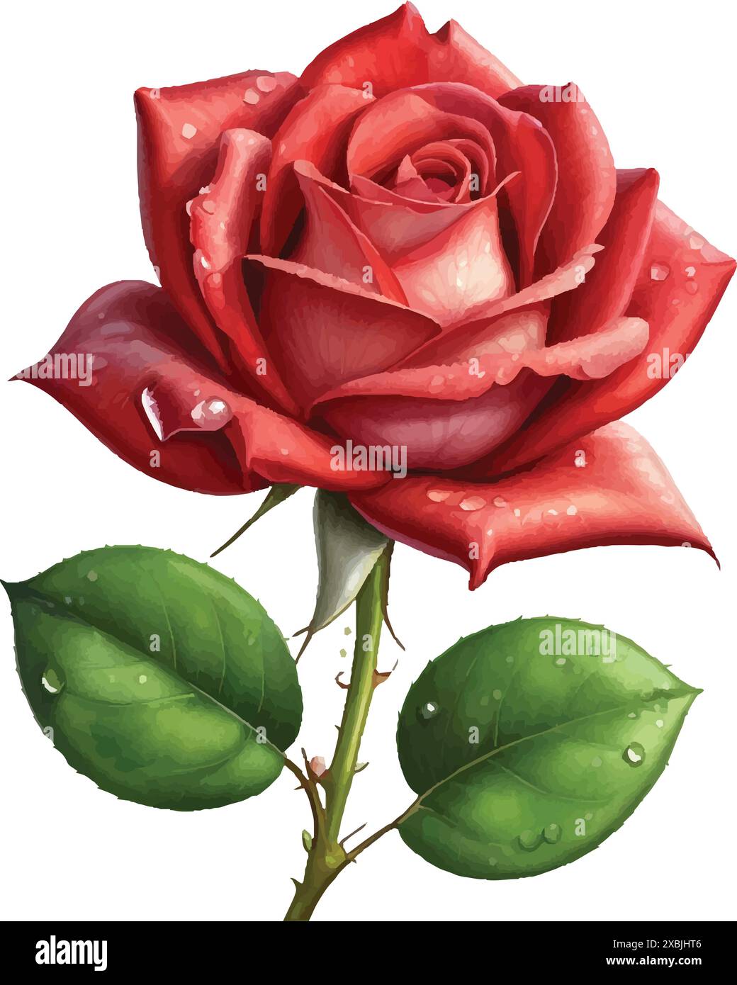 Rose with dew Stock Vector Images - Alamy