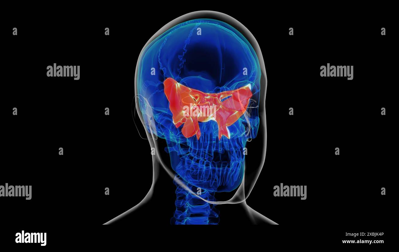 Human skeleton skull sphenoid bone anatomy for medical concept 3D ...