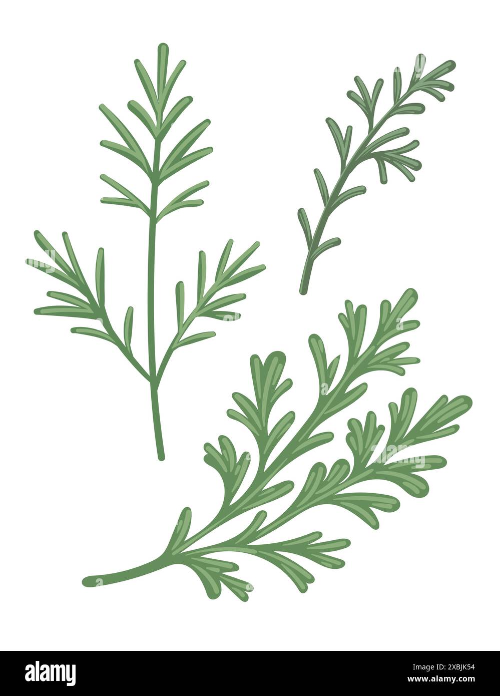 Green dill herb tasty spice ingredient vector illustration isolated on ...