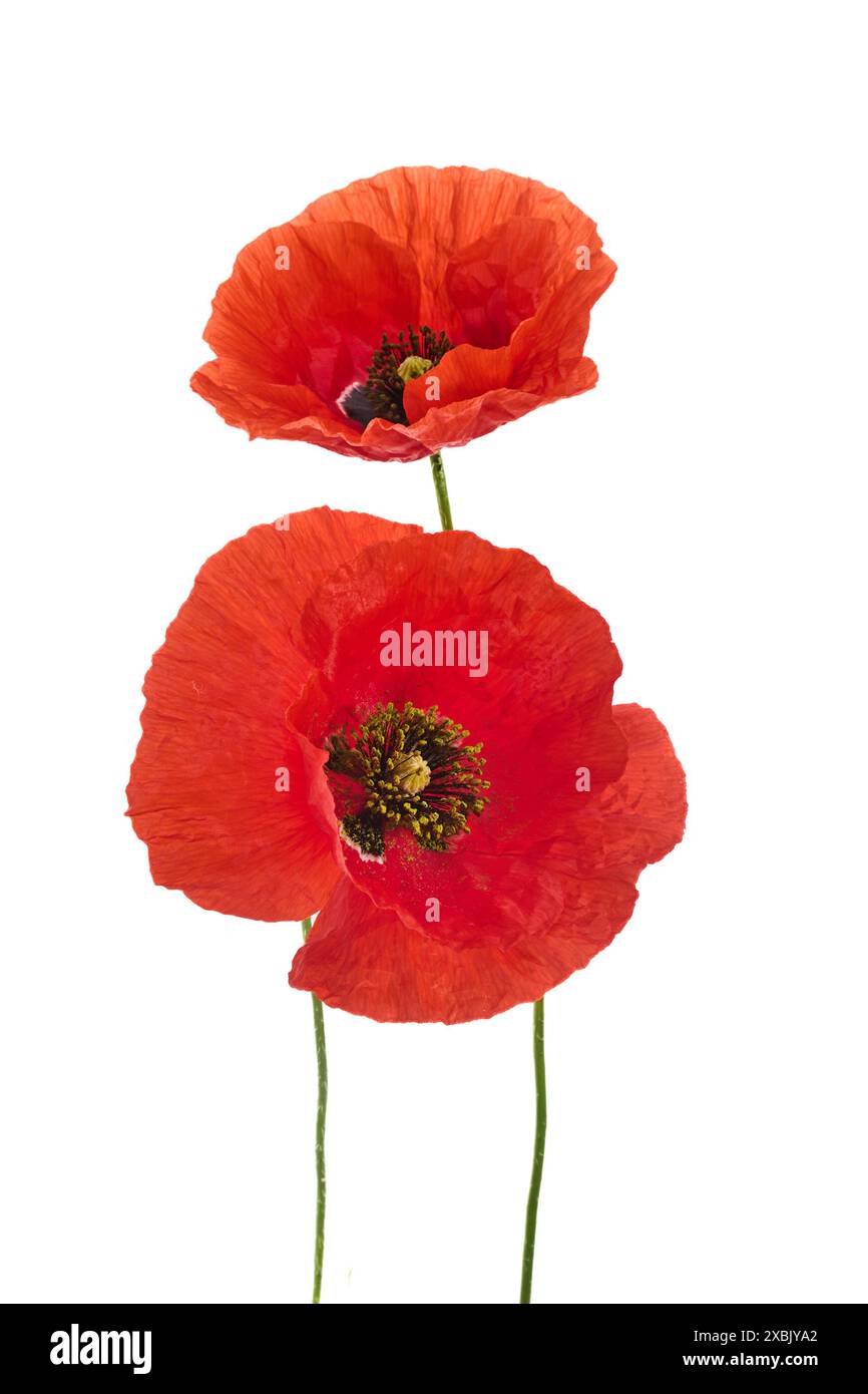 Wild flowers poppies floral Cut Out Stock Images & Pictures - Alamy