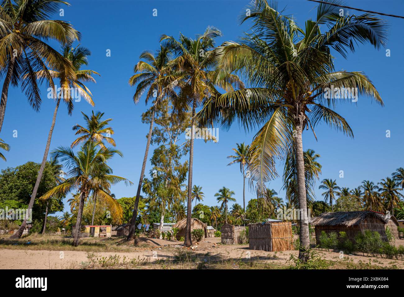 Mozambique, Inhambane, Vilankulo, Palm trees as a main resource Stock Photo