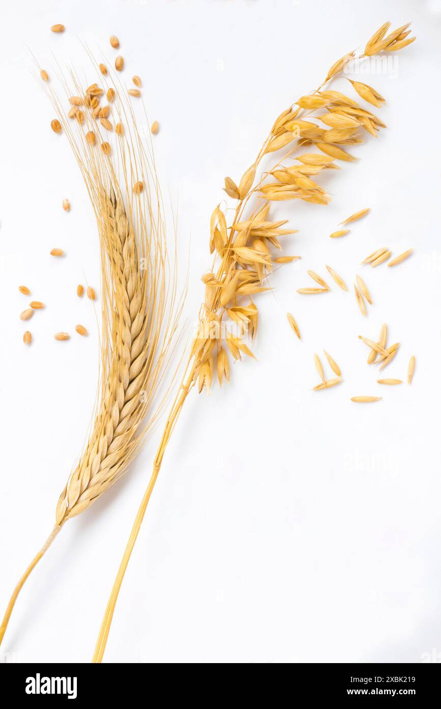 Spike of wheat and wheat grains. Ears of oats and oat grains. Top view ...