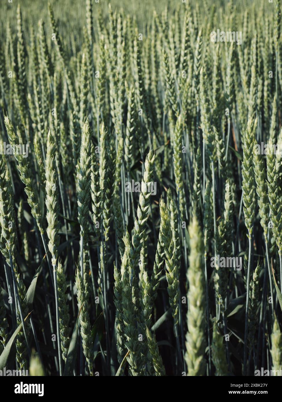 Ukraine Rye Field Ukrainian grass bread hi-res stock photography and images - Alamy