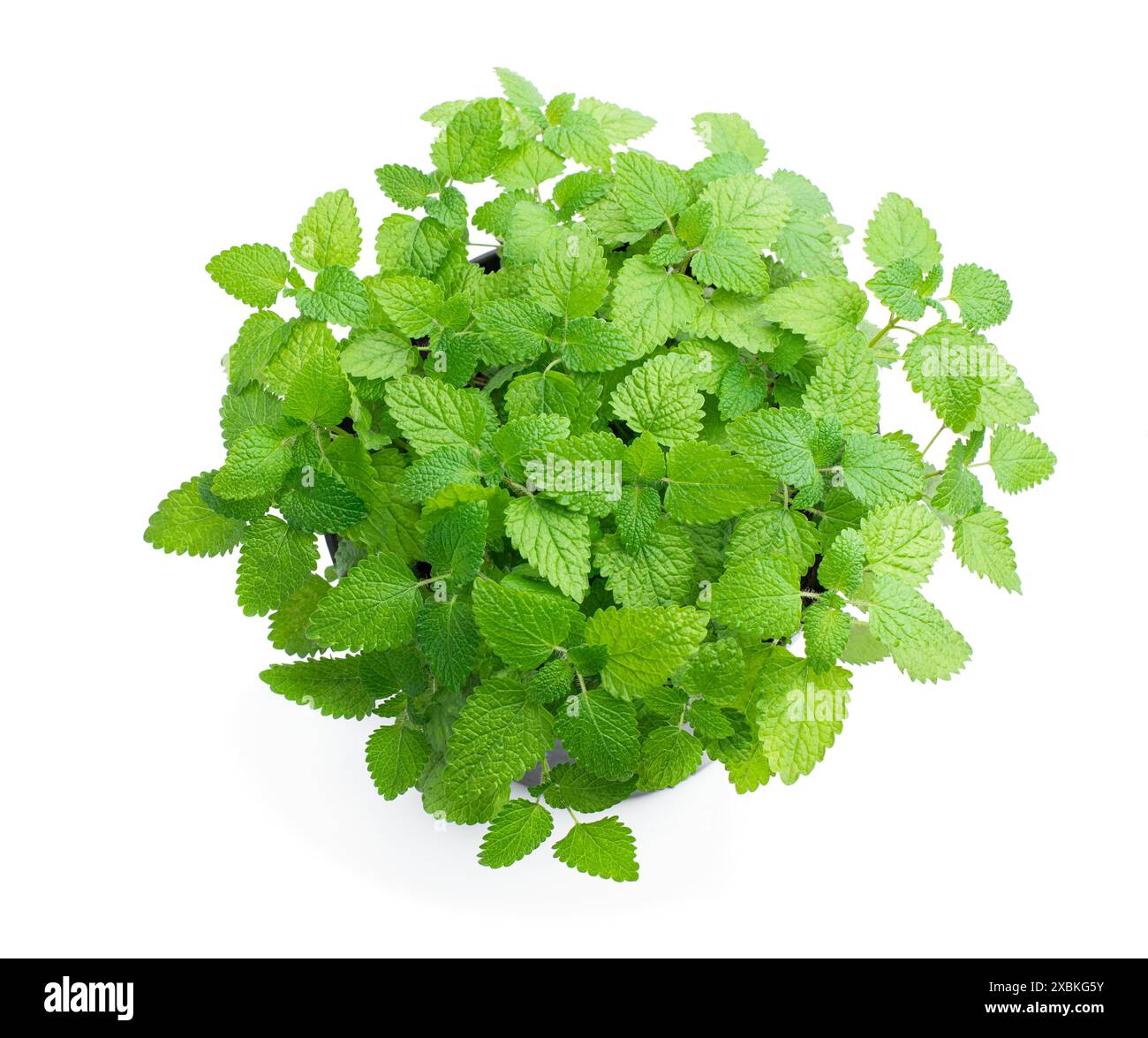 Fresh mint plant in pot isolated on a white background Stock Photo - Alamy