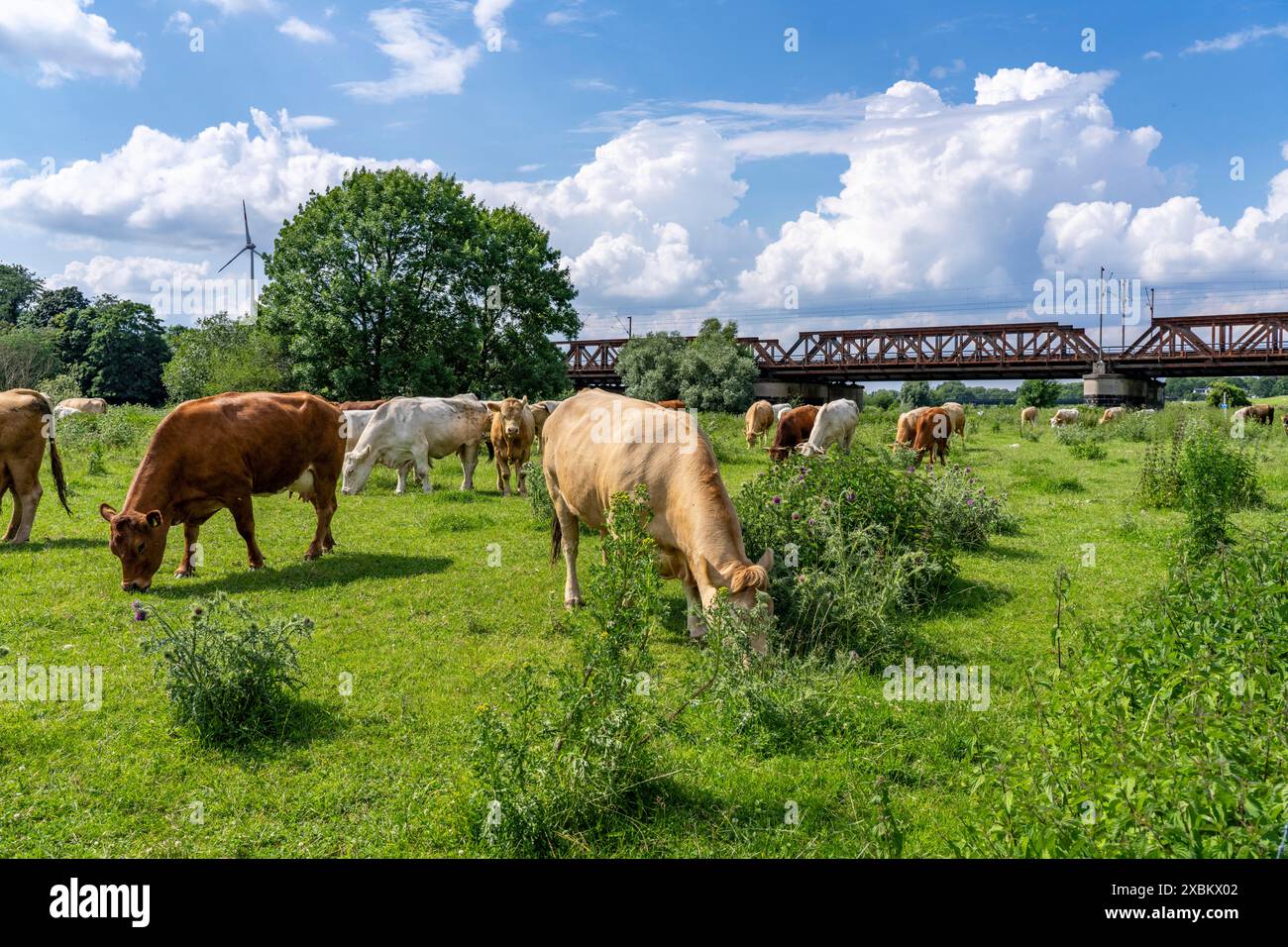 Herd of cattle, dairy cows, grazing in the Styrumer Ruhrauen, behind ...