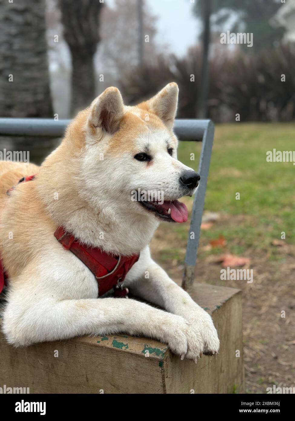 Akita inu dog laying on a bench in a park in Buenos Aires, Argentina Stock  Photo - Alamy