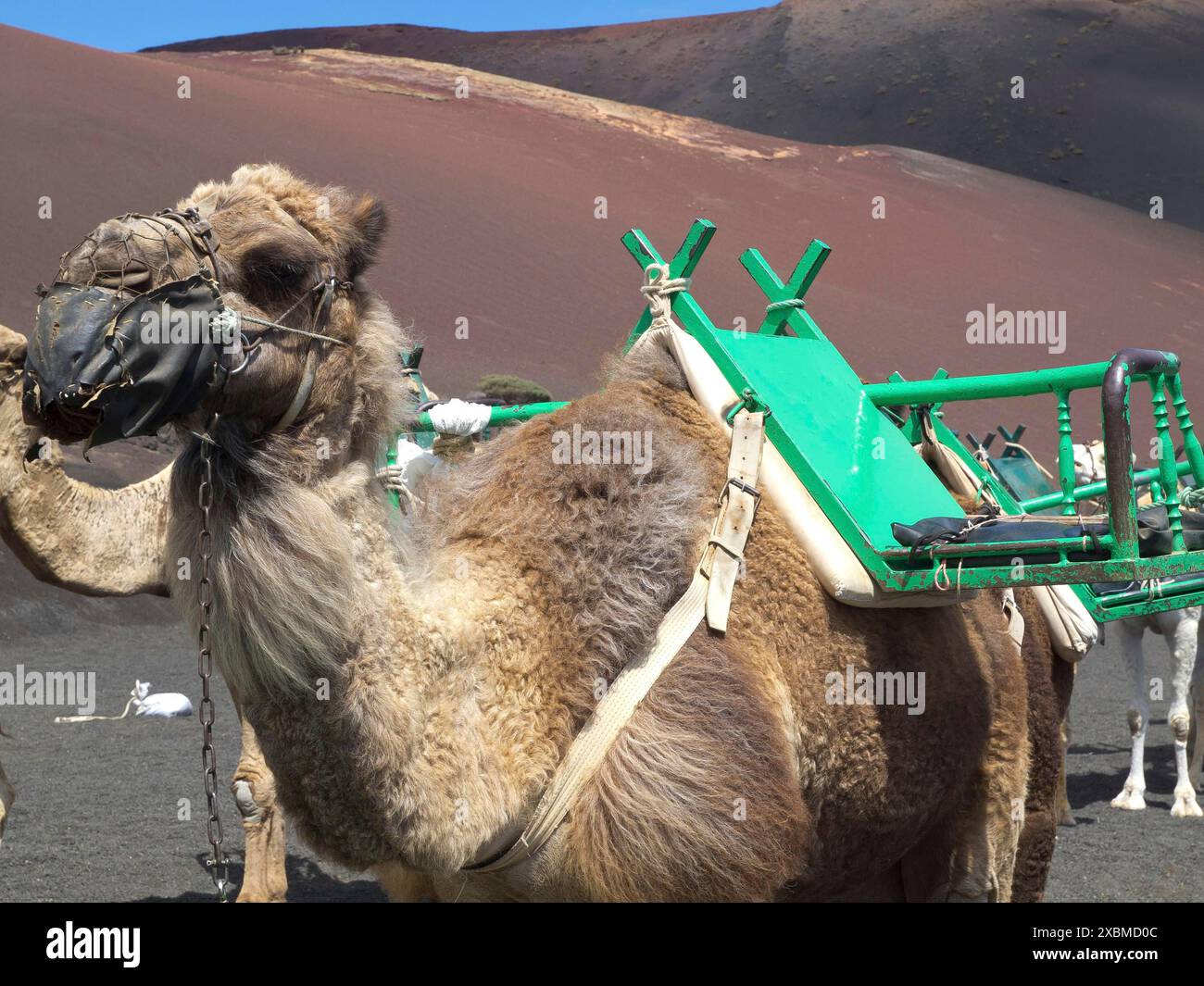Close-up of a saddled camel in a dry desert landscape, arrecife ...