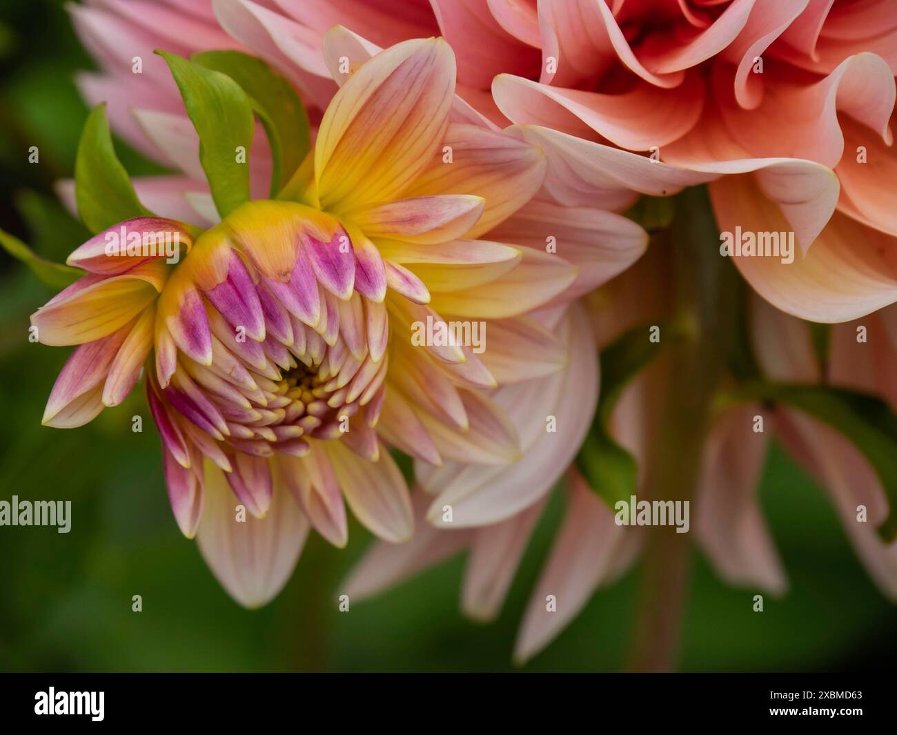 Close-up of a pink-yellow flower with light-coloured petals, Legden ...