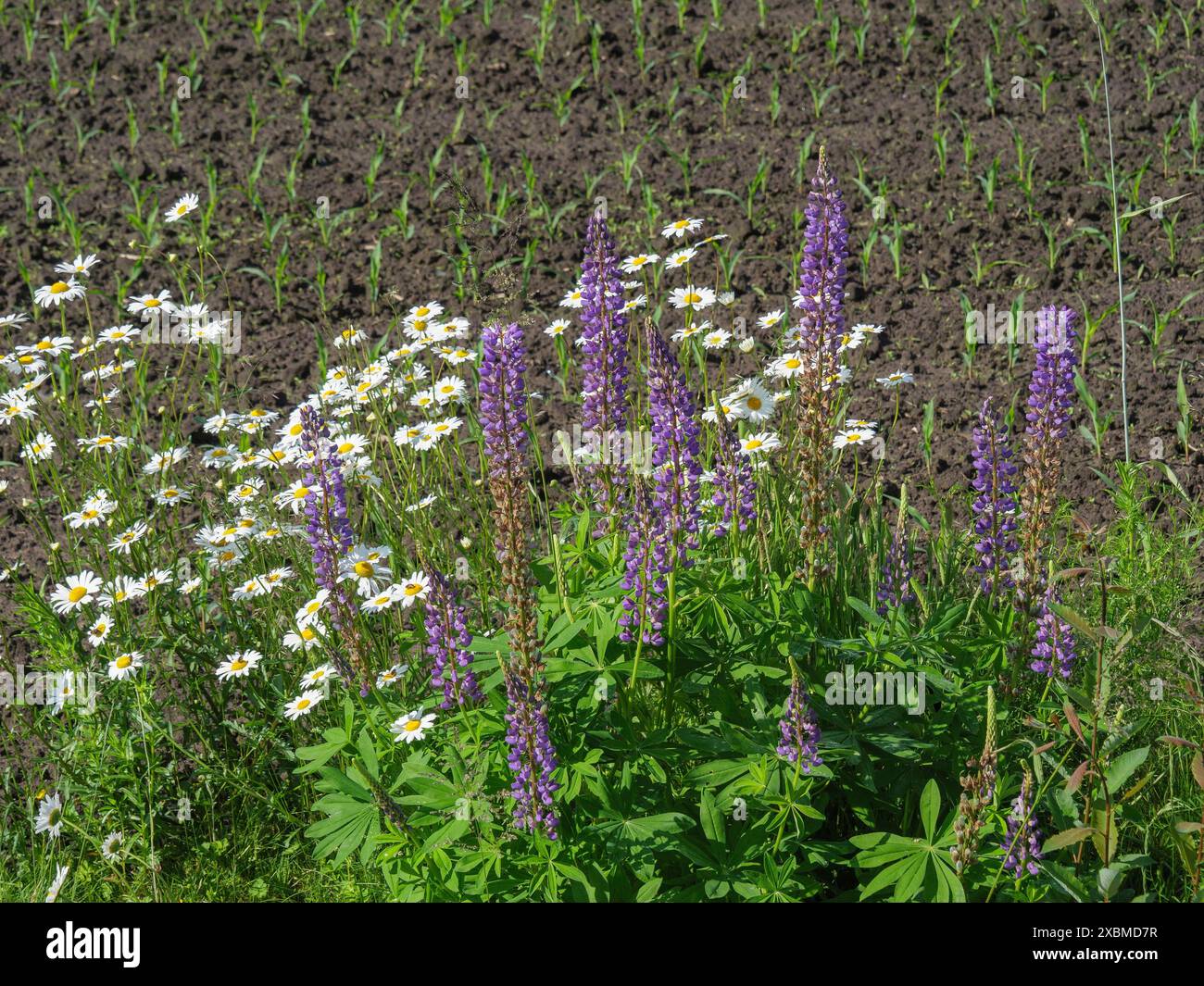 Close-up of daisies and lupins in front of a ploughed field, lichtenvoorde, gelderland, the netherlands Stock Photo