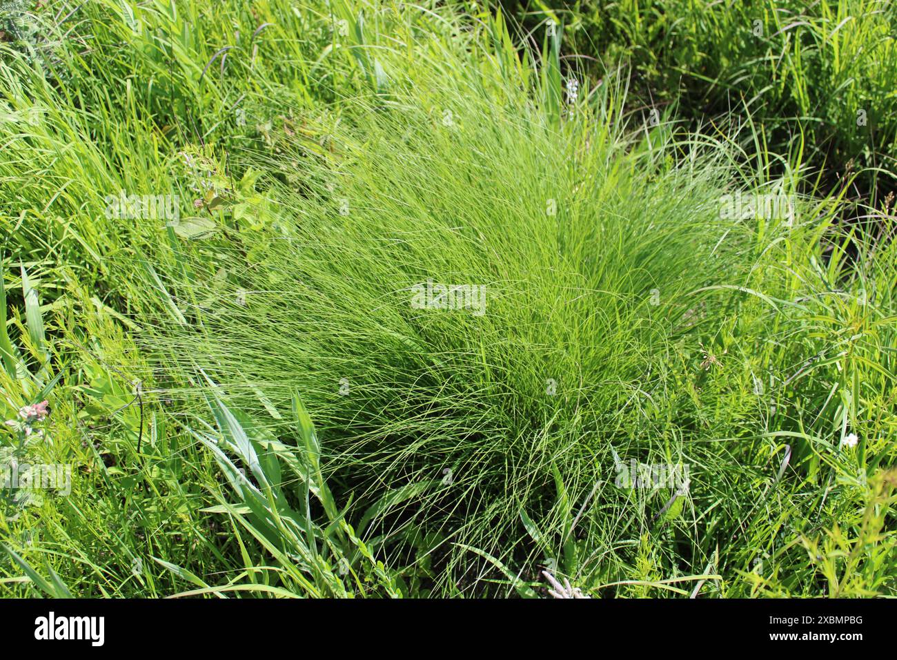 Prairie dropseed in summer at Somme Prairie Nature Preserve in Northbrook, Illinois Stock Photo